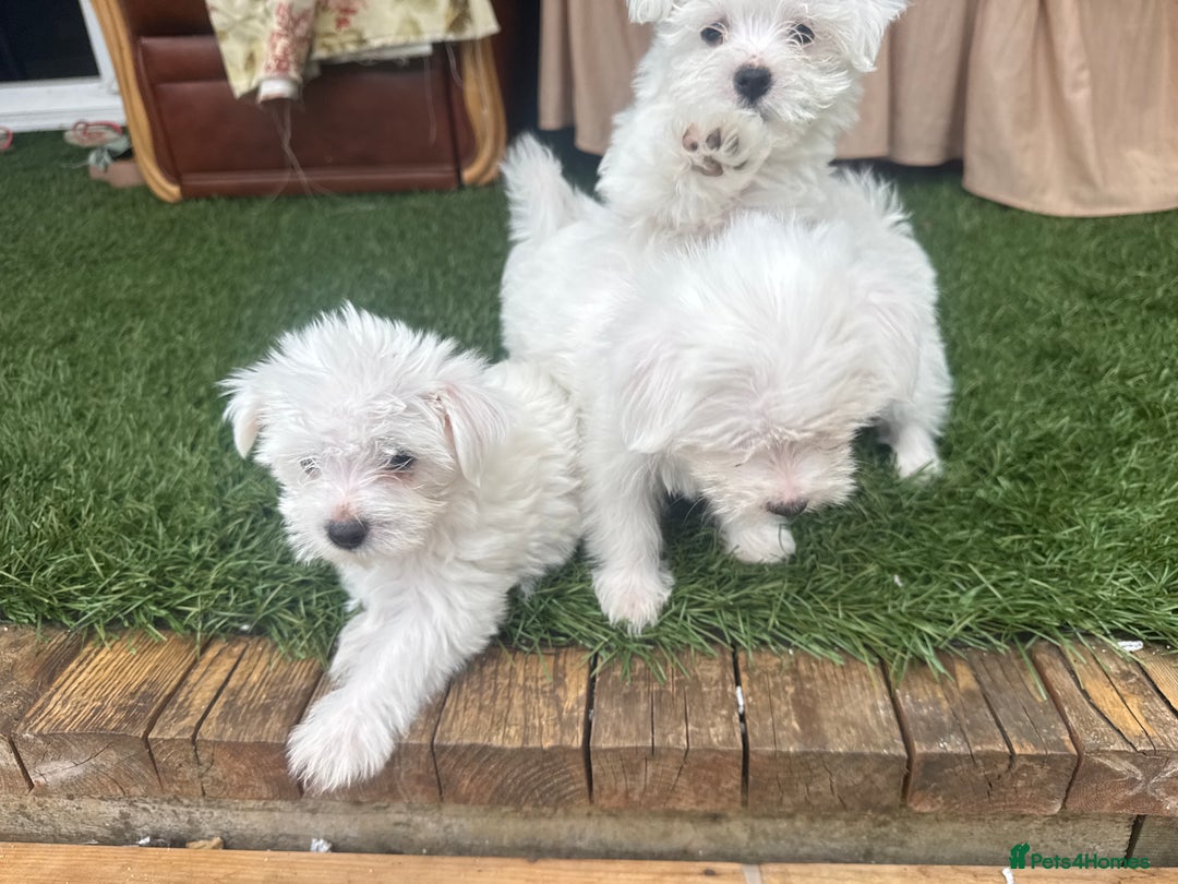 Bichon Frise dogs for sale: Adorable Pure Bichon Frise Puppy Now in London - Image 5