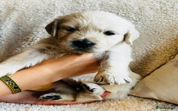 Golden Retriever dogs for sale: 8 Outstanding Chunky Cream Golden Puppies  - Image 21