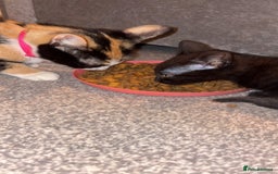 Mixed Breed cats for sale: Mother and daughter  - Image 5