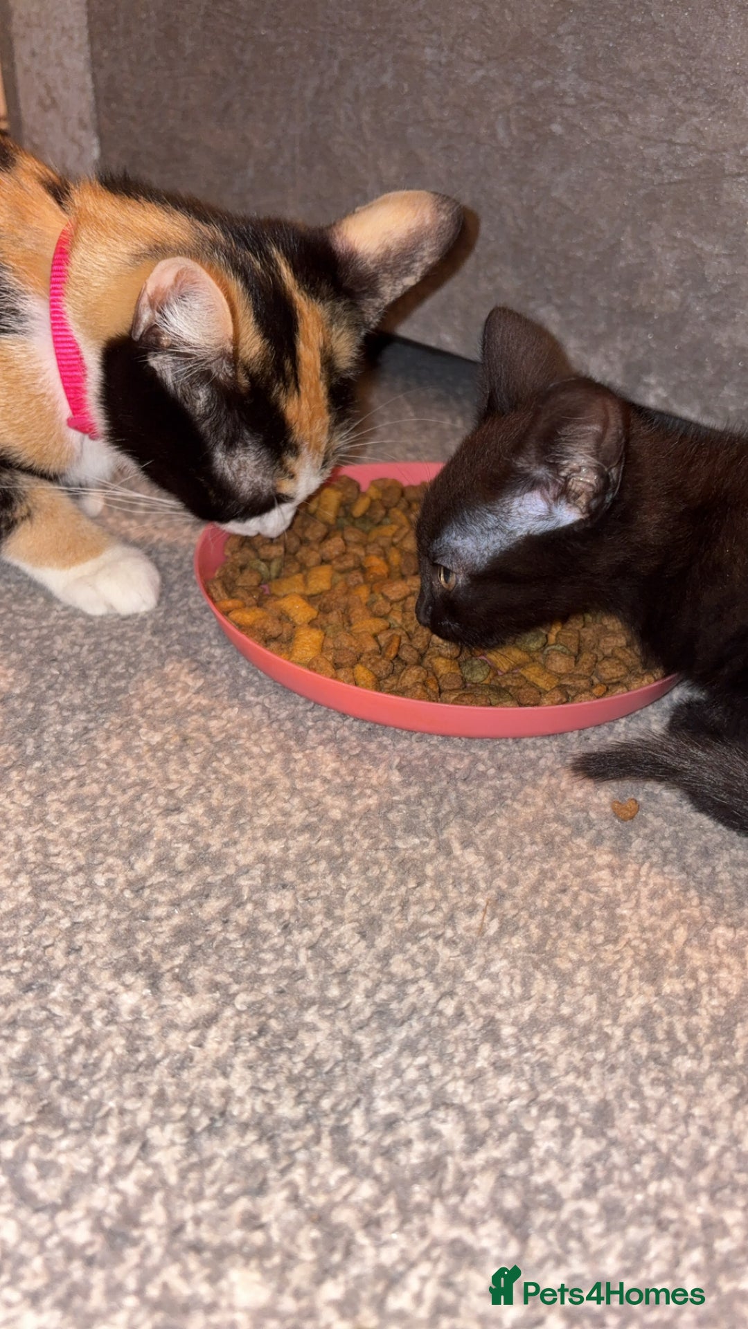 Mixed Breed cats for sale: Mother and daughter  - Image 5