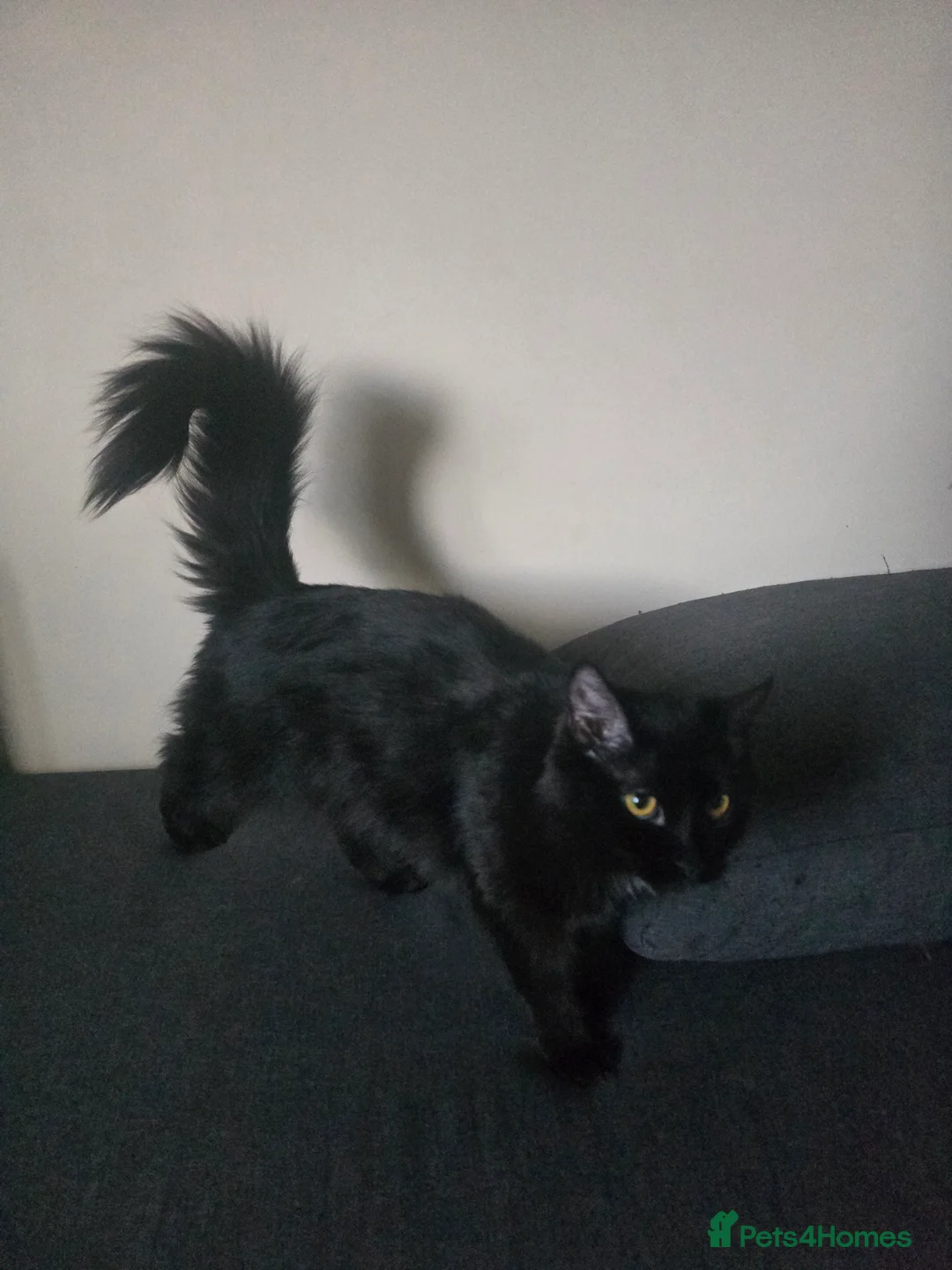 Mixed Breed cats for sale: Freya Black Female with lots of stuff  - Advert 4