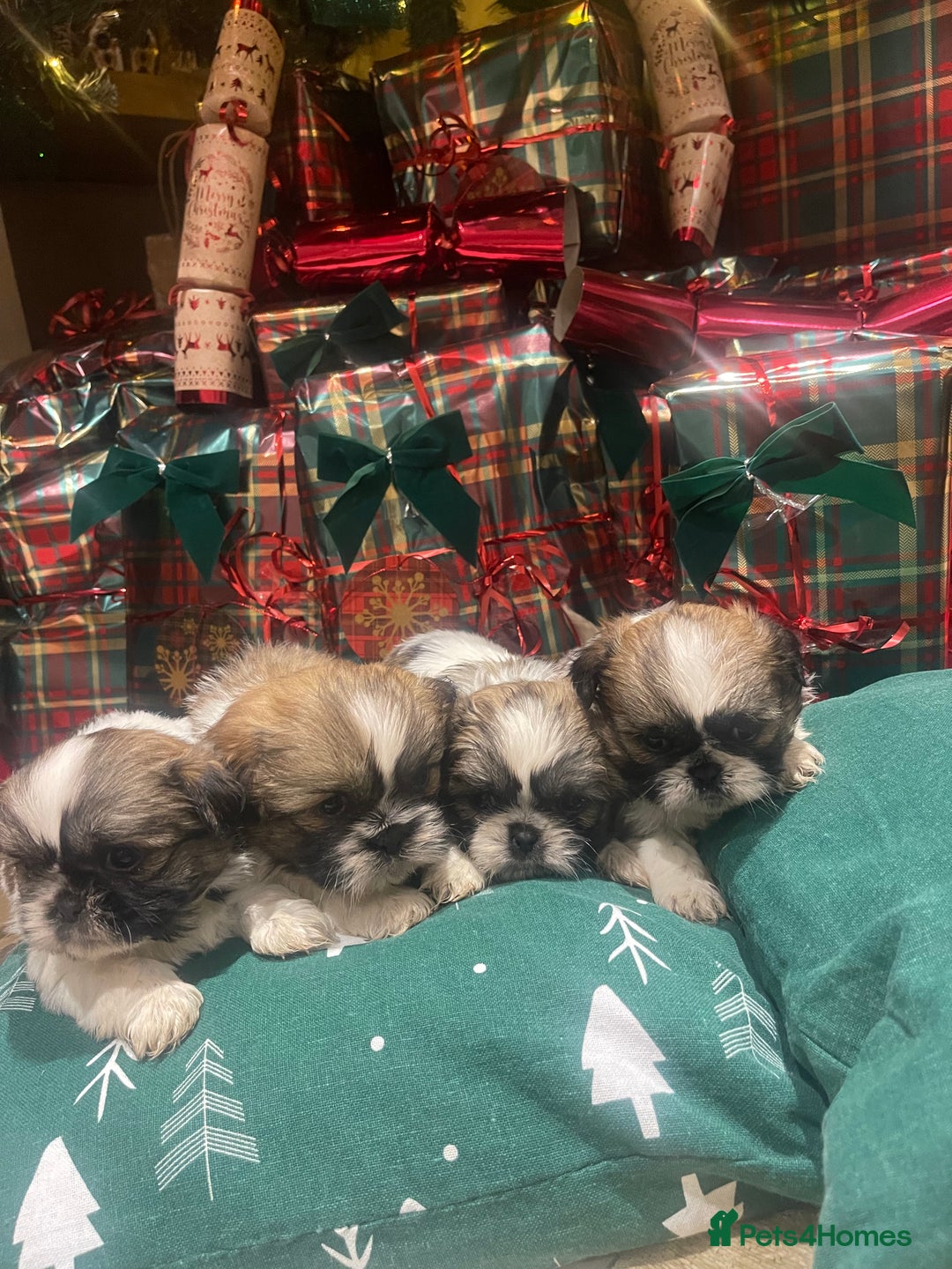 Shih Tzu dogs for sale: Shih tzu  puppies  - Advert 5