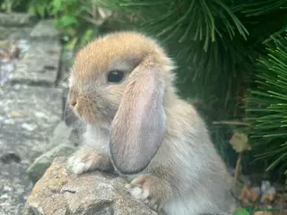 Mixed Breed rabbits 4 mini lops 3 boys 1 girl - Advert 12