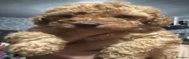 Cavapoo Puppy 2