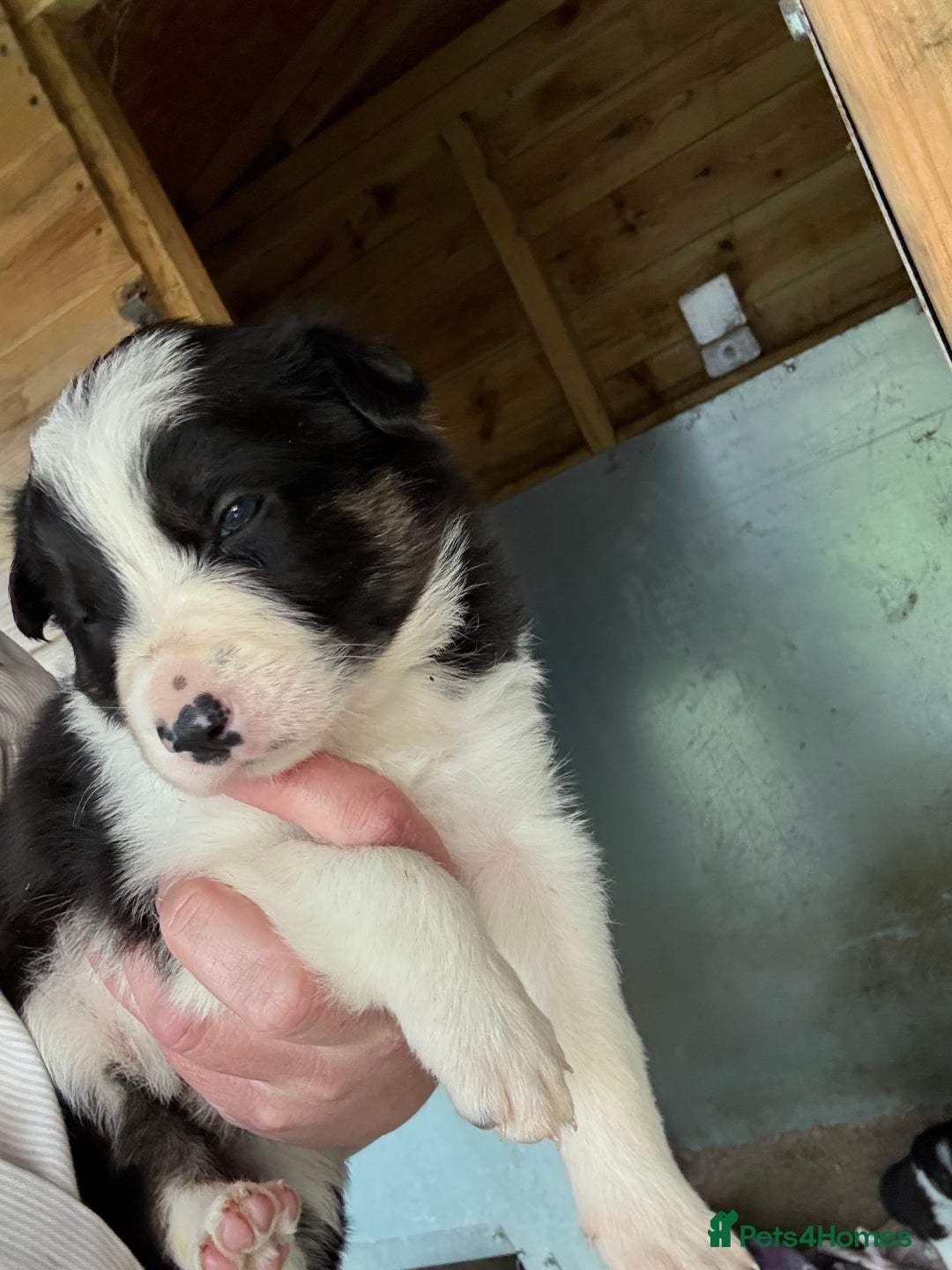 Border Collie dogs for sale: Beautiful Border Collie Puppies - Image 9