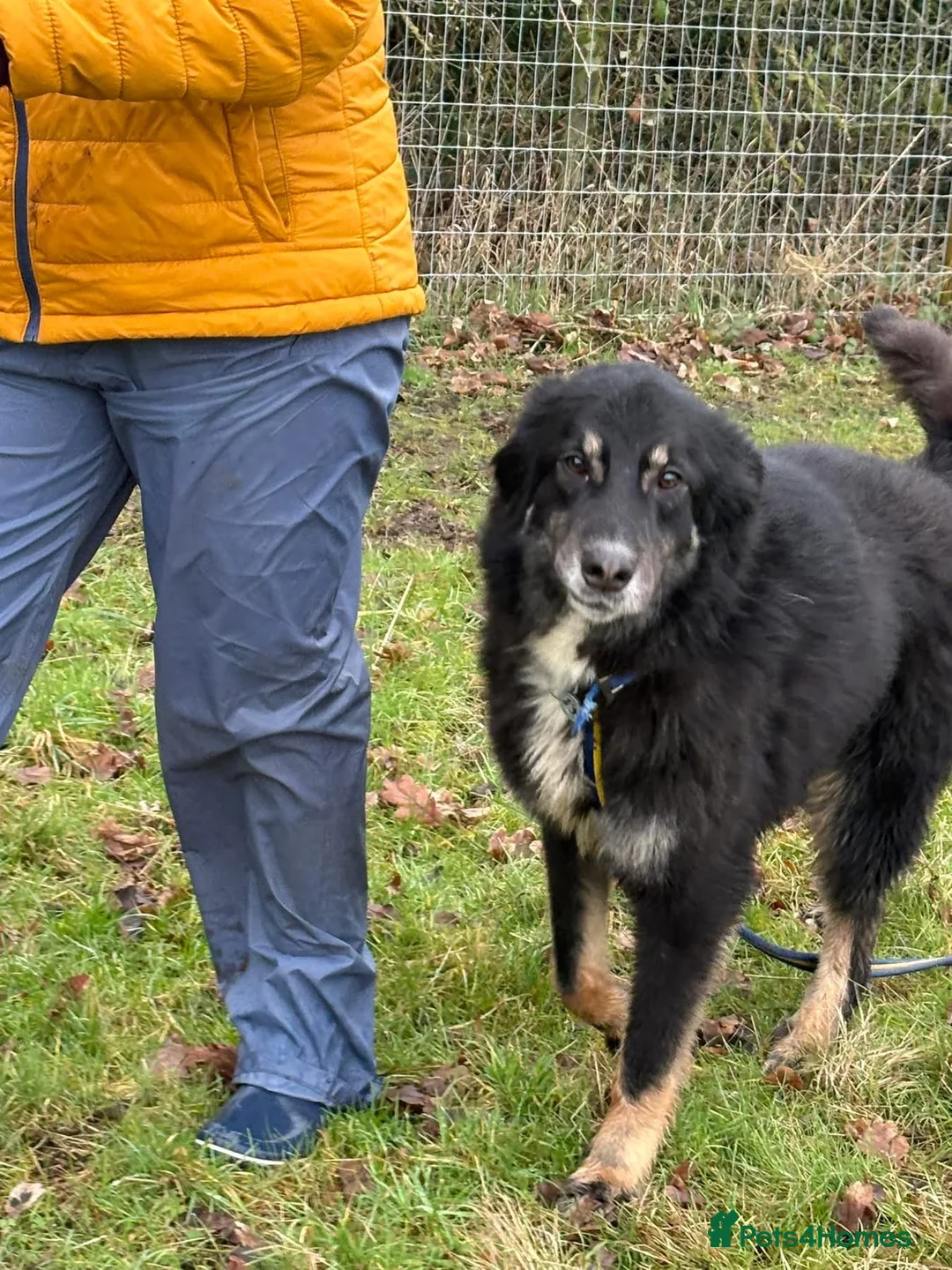 Mixed Breed dogs for adoption: Waffle - Norwich Norfolk  - Advert 20