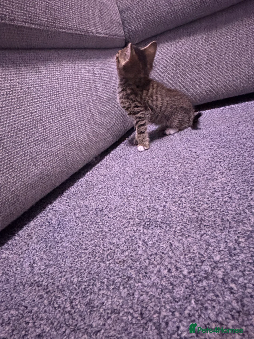 Mixed Breed cats for sale: Beautiful kittens  - Advert 2