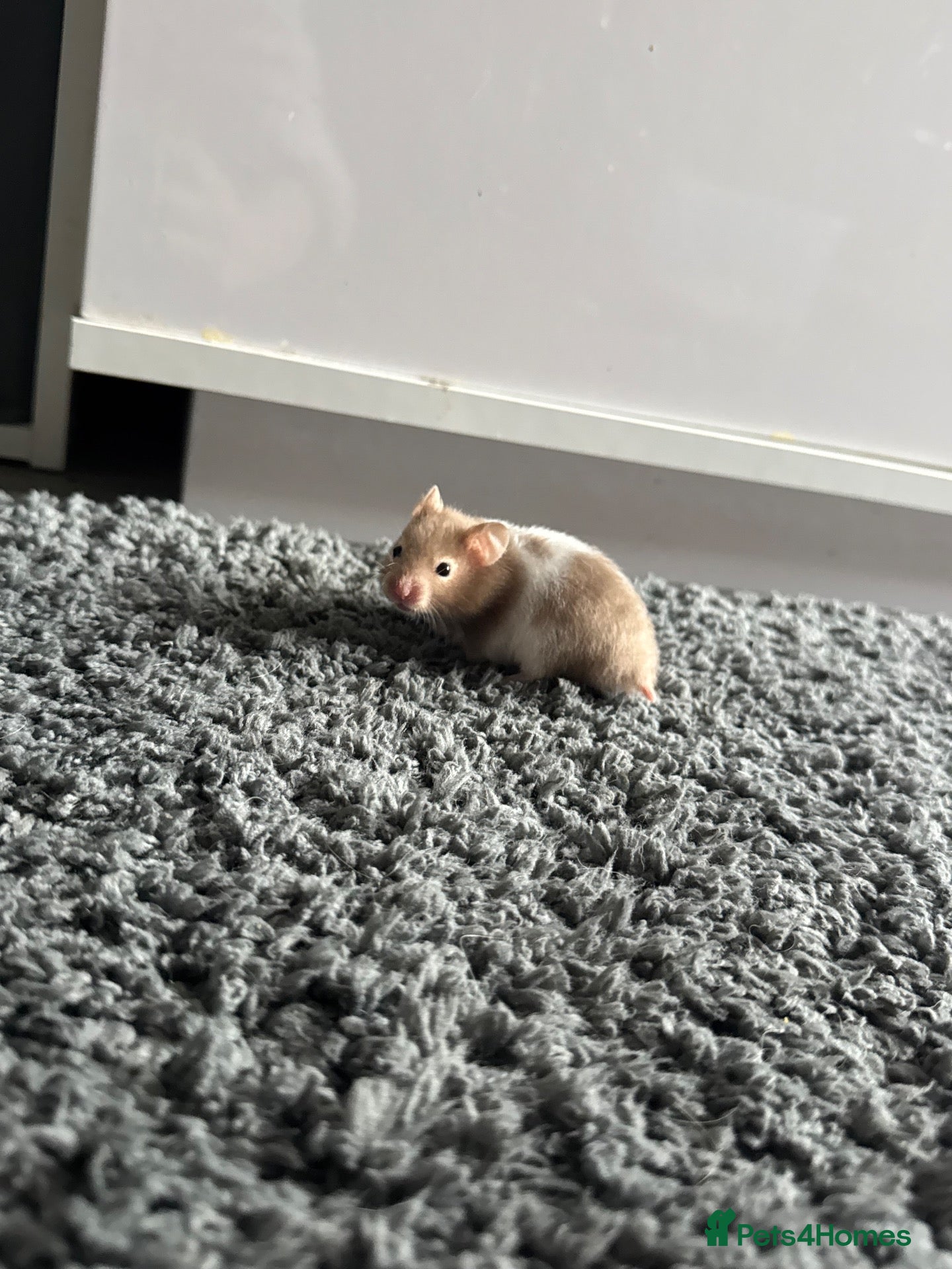 Hamster rodents Boy hamster for adoption  - Advert 1