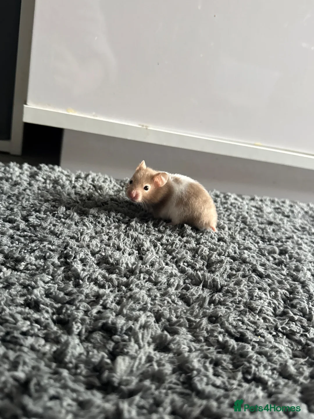 Hamster rodents for sale: Boy hamster for adoption  in Stafford - Advert 1