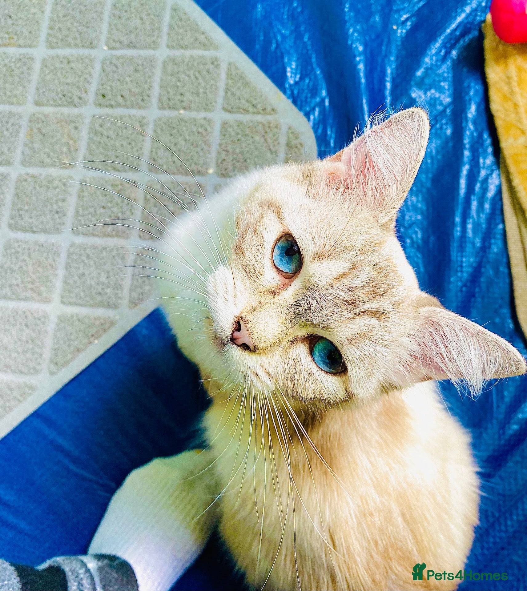 Ragdoll cats Beautiful ragdoll cross kittens 😍 - Advert 1
