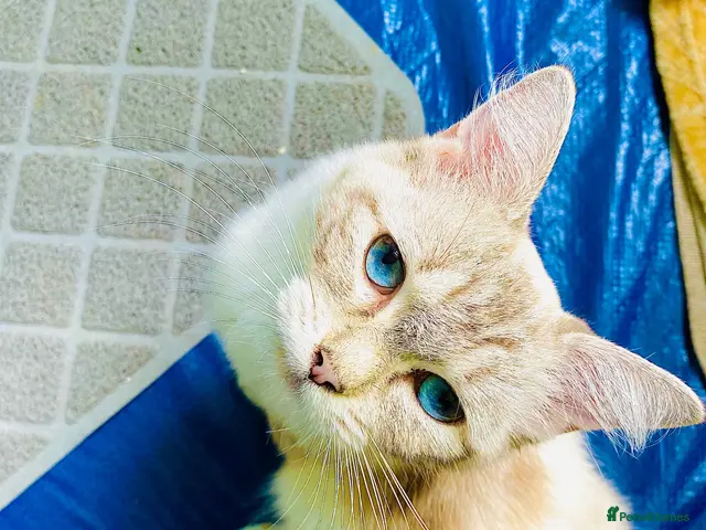 Ragdoll cats for sale: Beautiful ragdoll cross kittens 😍 - Advert 2