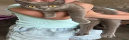 Mixed Breed cats for sale: Beautiful Mixed Kittens  - Advert 12