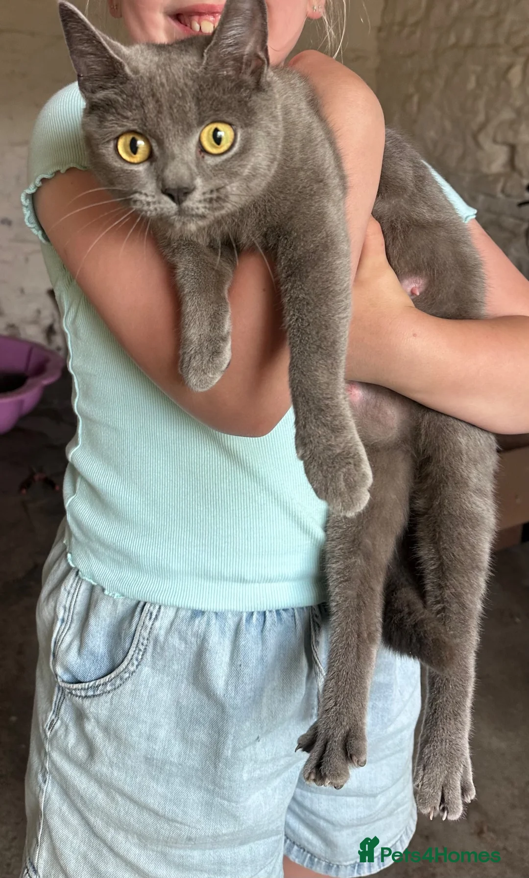 Mixed Breed cats for sale: Beautiful Mixed Kittens  - Advert 12