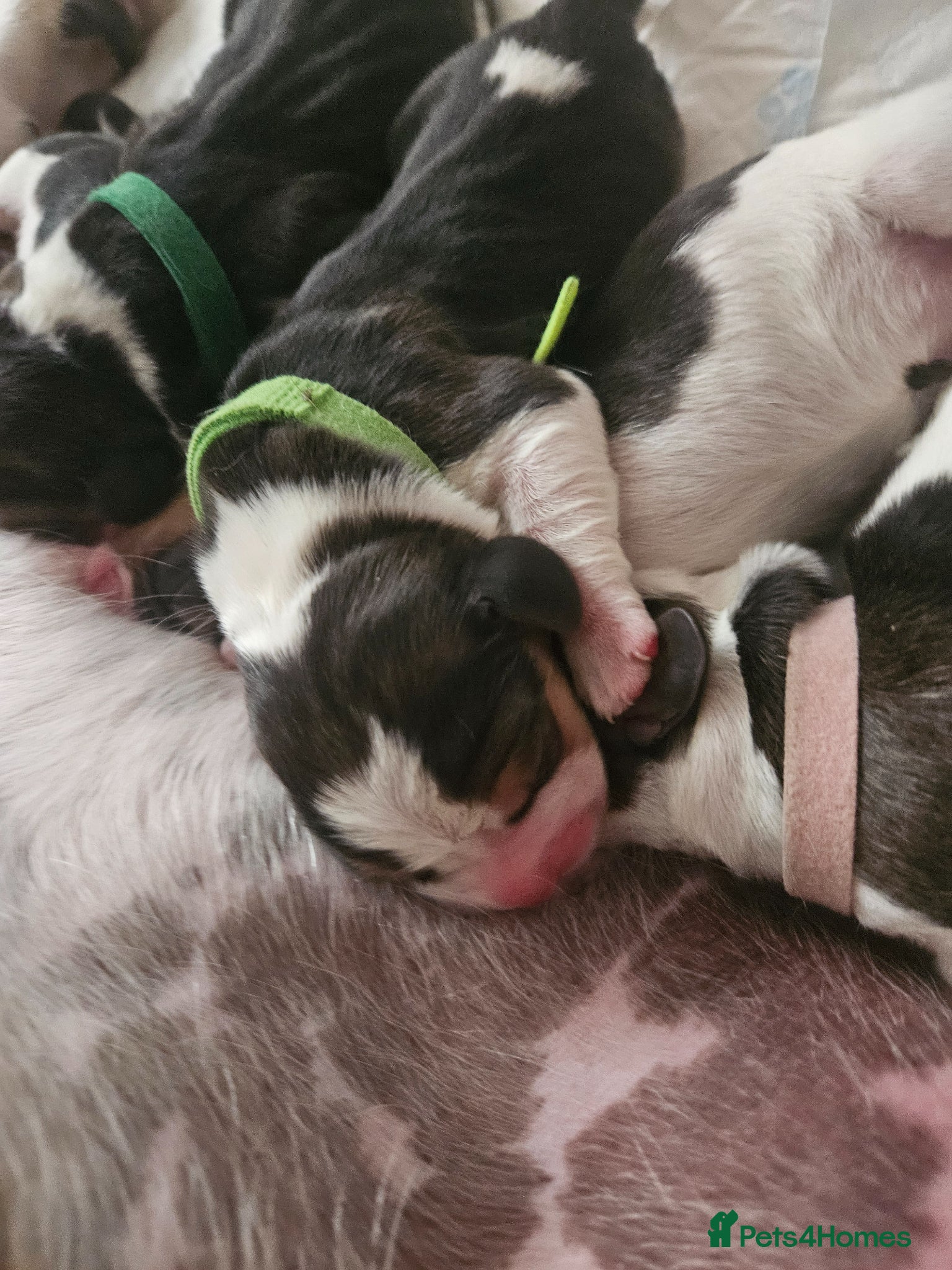 Beagle dogs for sale: KC Registered Beagle puppies Champions generation - Advert 3