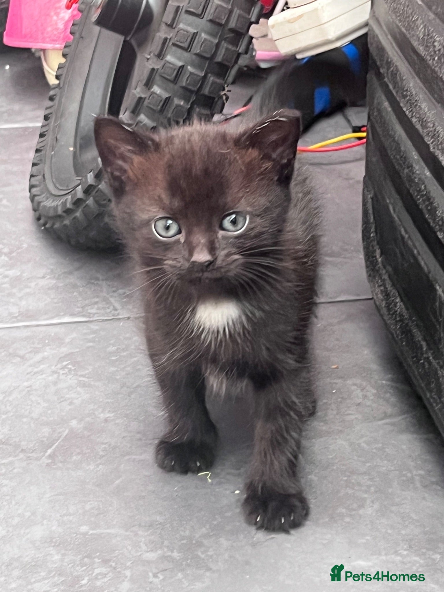 Mixed Breed cats Identical black/chocolate brown kittens - Advert 4