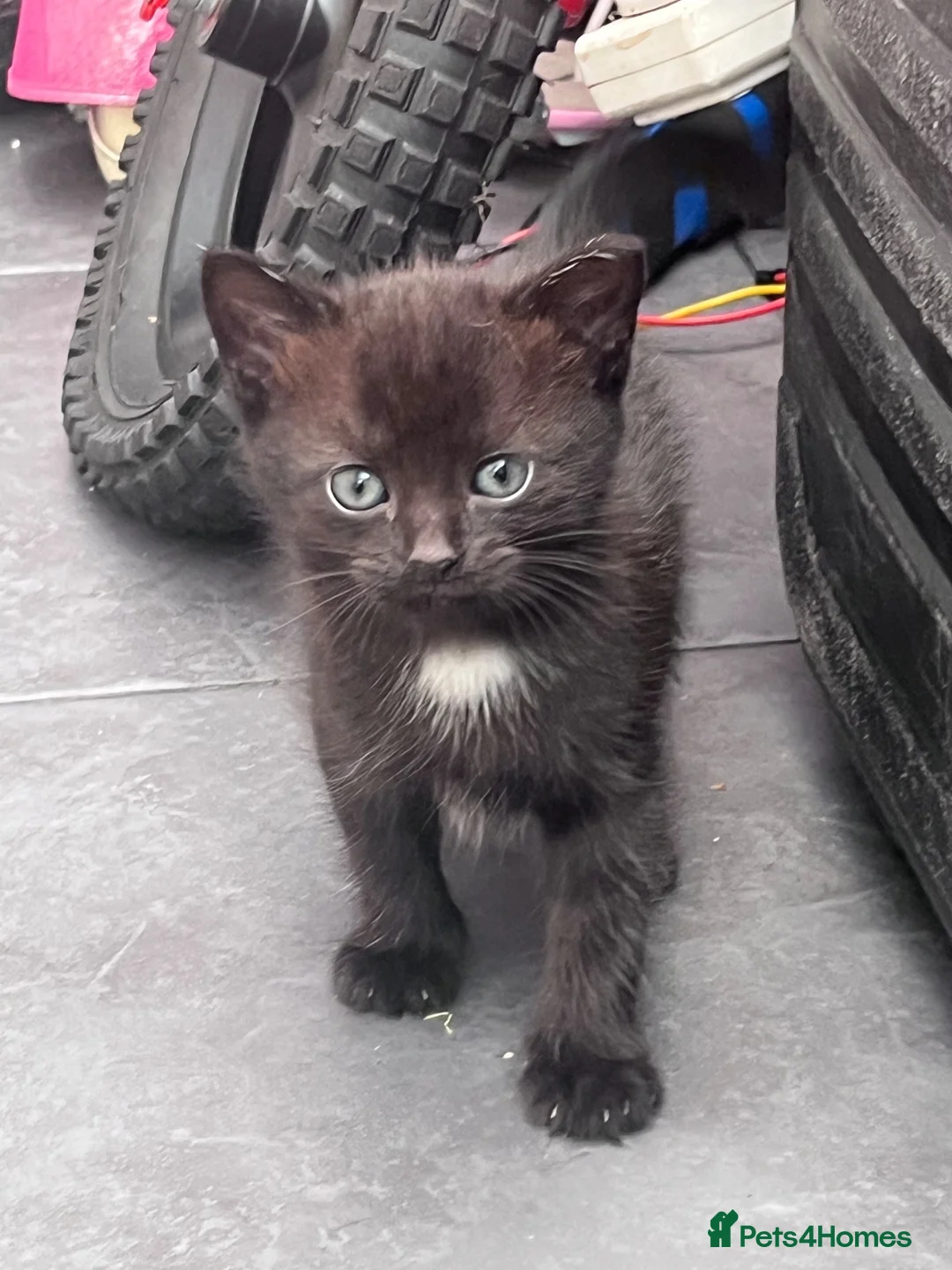 Mixed Breed cats for sale: Identical black/chocolate brown kittens - Advert 1