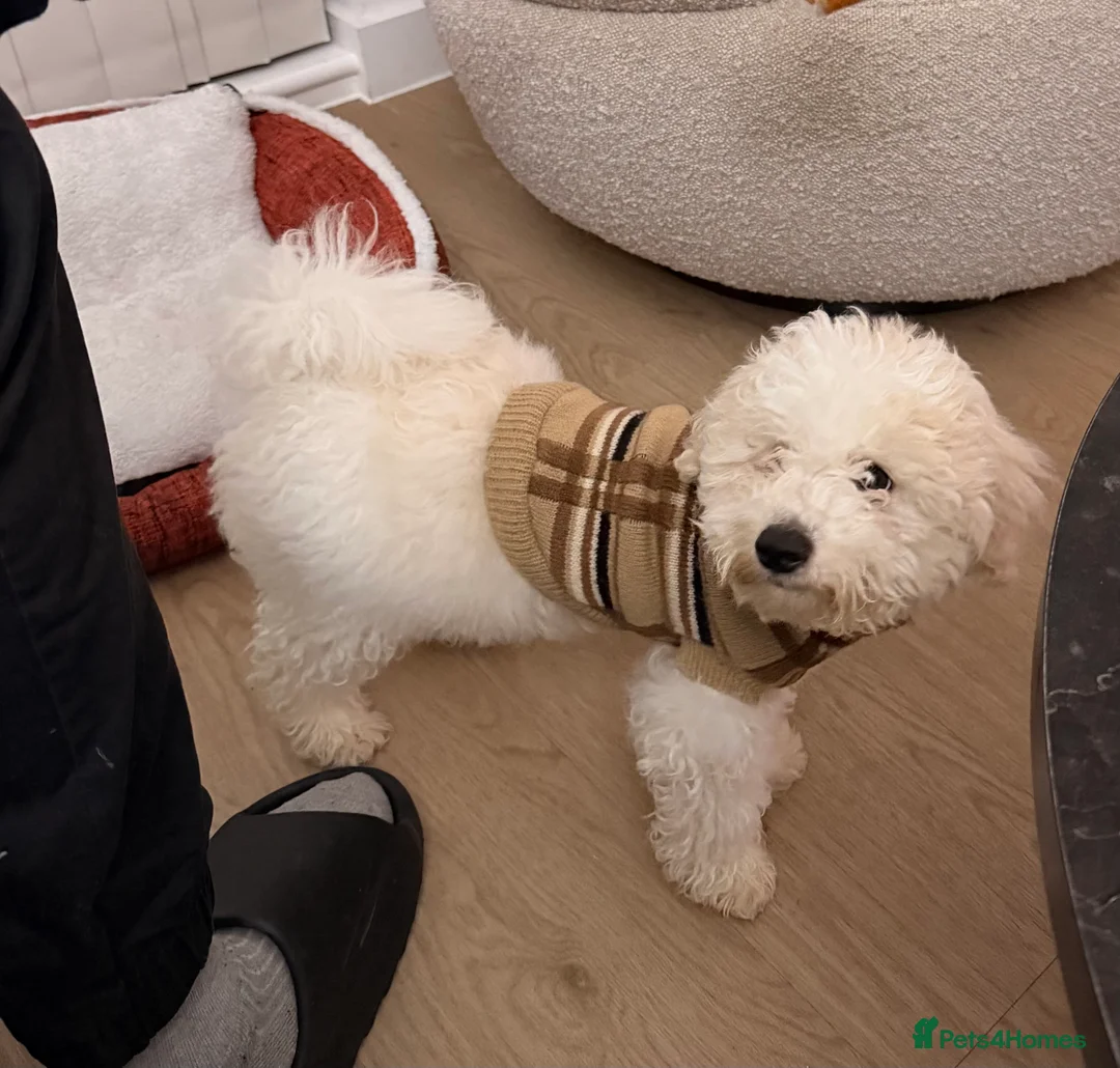 Bichon Frise dogs for sale: Beautiful Bichon Frise Puppy – Loving Home Wanted - Advert 2