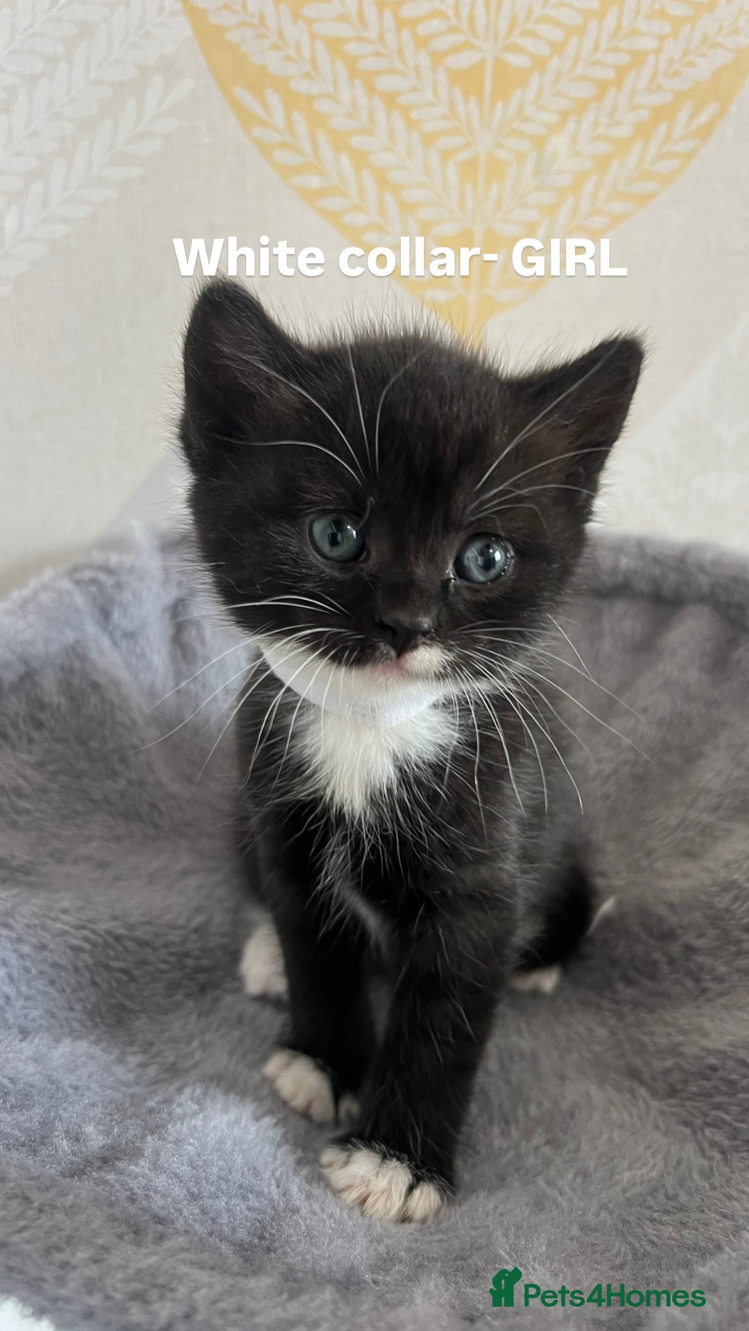 British Shorthair cats for sale: British shorthair black/2point - Image 2