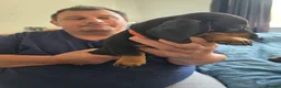 Dachshund dogs for sale: Stunning Standard Smooth hair Dachshund Puppies. - Advert 17
