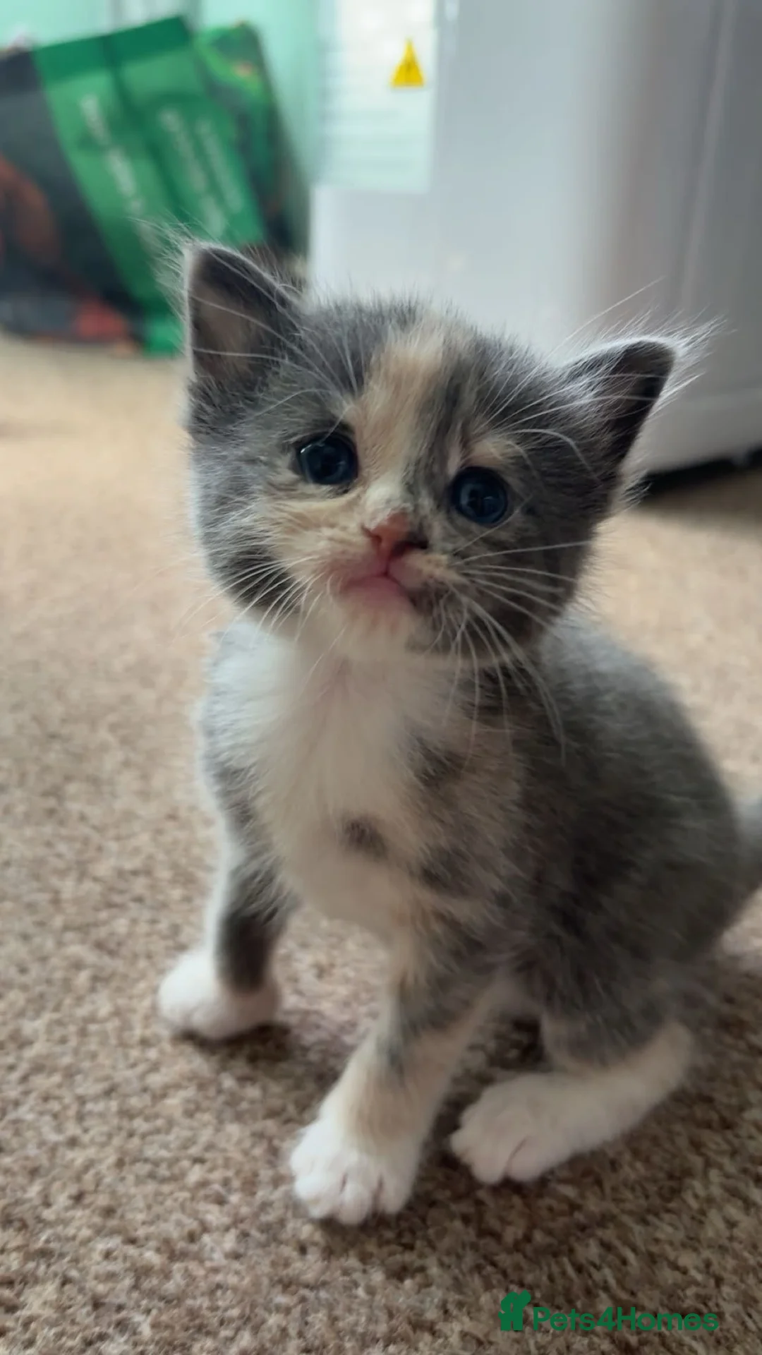 Mixed Breed cats for sale: Kittens for sale in Kettering - Advert 1