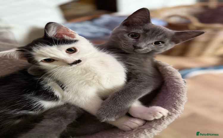 Ragdoll cats - Advert 4