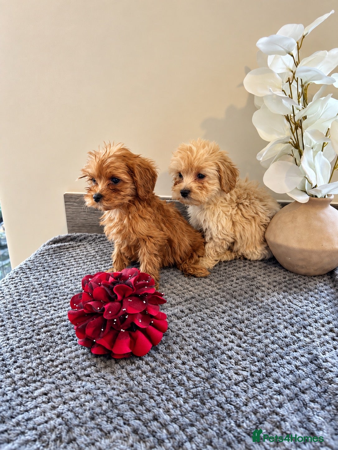 Maltipoo dogs for sale: 🐾🎃 5 GORGEOUS ASIAN  **  MALTIPOO PUPPIES! 🎃 - Advert 11