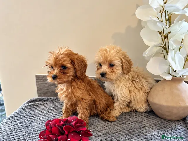 Maltipoo dogs for sale: 🐾🎃 5 GORGEOUS ASIAN ** MALTIPOO PUPPIES! 🎃 - Advert 11