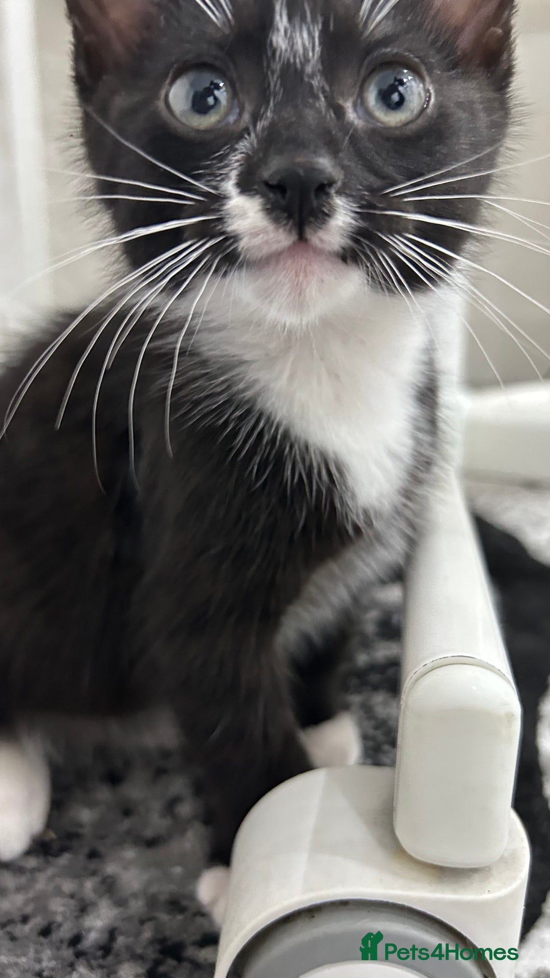 Mixed Breed cats for sale: 8 Week Old Kitten - Advert 2