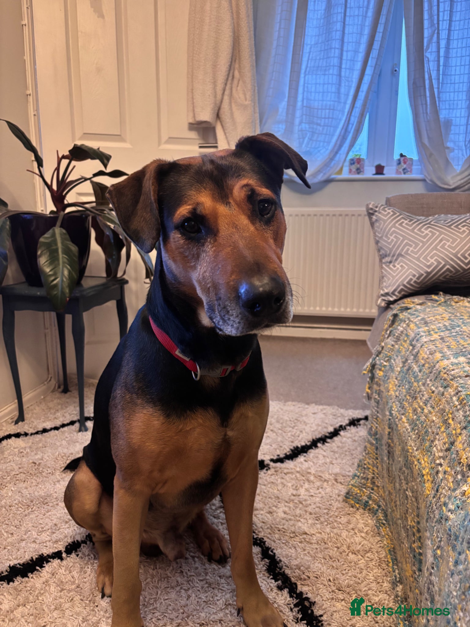 Mixed Breed dogs 6 year old mixed breed Male free to loving home  - Advert 1