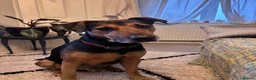 Mixed Breed dogs for sale: 6 year old mixed breed Male free to loving home  in Bridgend - Advert 1