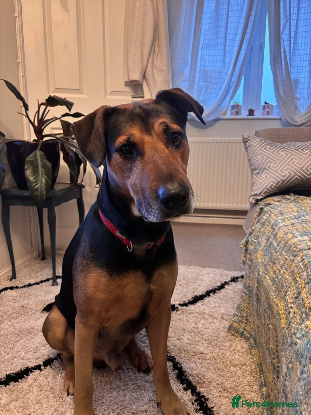 Mixed Breed dogs for sale: 6 year old mixed breed Male free to loving home  in Bridgend - Advert 1