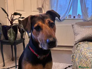 Mixed Breed dogs 6 year old mixed breed Male free to loving home - Advert 1