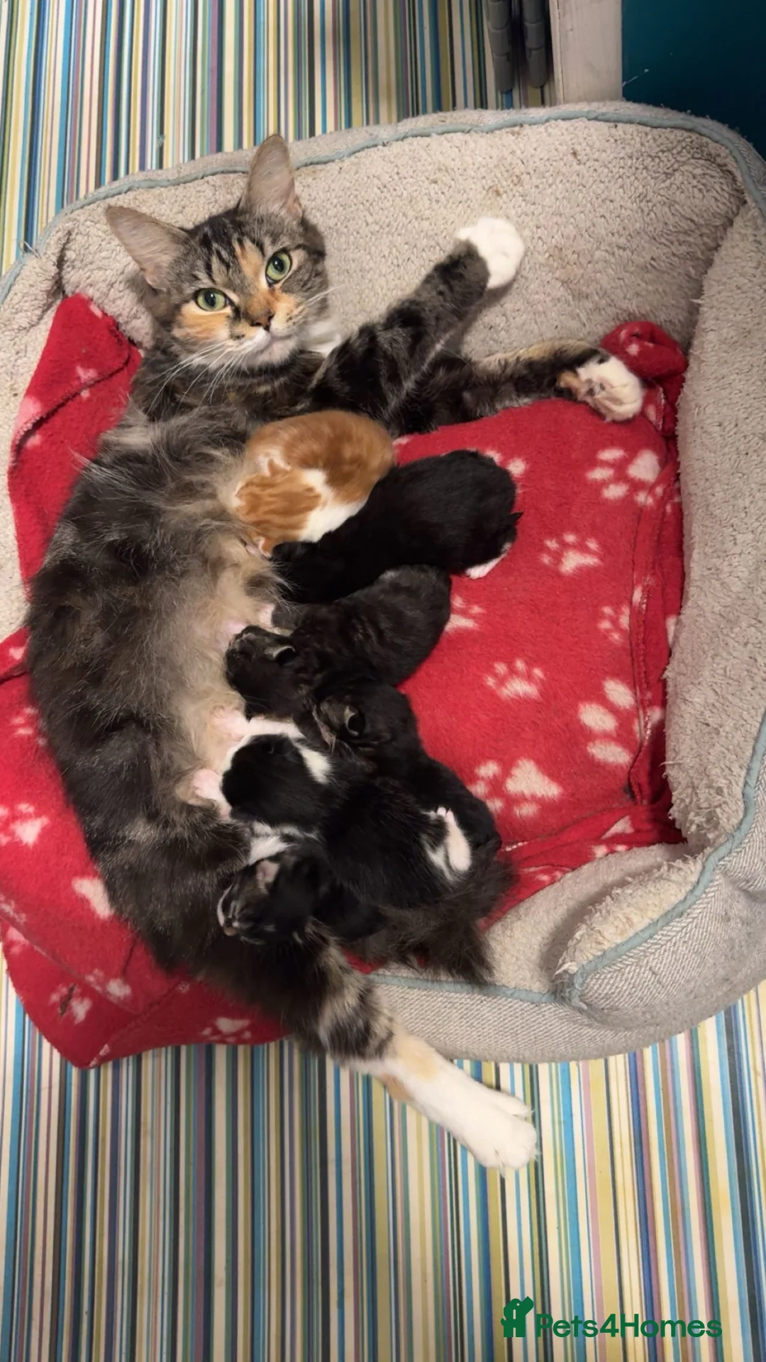 Mixed Breed cats for sale: 5 Beautiful Mixed Breed Kittens 🐾 - Advert 2