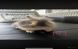 Lionhead rabbits for sale: 3x gorgeous lionhead bunnies - Advert 1