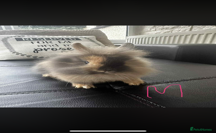 Lionhead rabbits 3x gorgeous lionhead bunnies - Advert 1