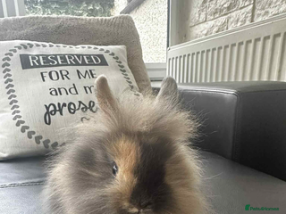 Lionhead rabbits 3x gorgeous lionhead bunnies - Advert 1