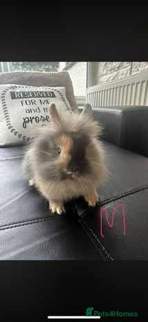 Lionhead rabbits 3x gorgeous lionhead bunnies - Advert 1
