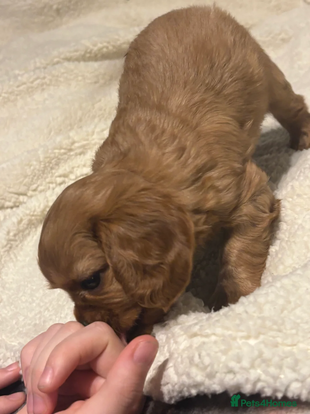 Cavapoo dogs for sale: 5 stunning cavapoo puppies - Advert 2