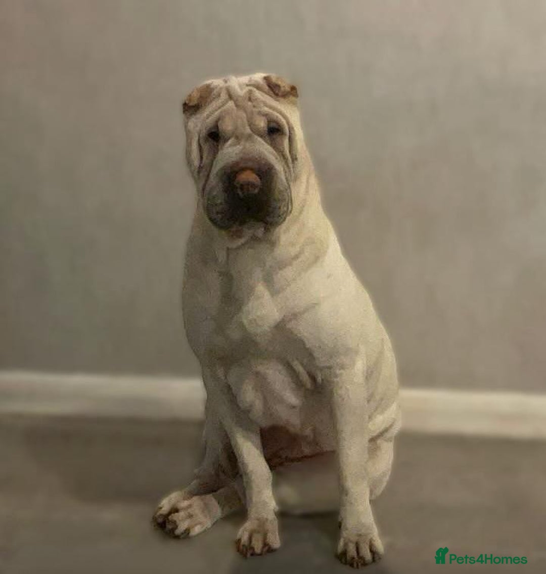 Shar Pei dogs for sale: 2 boys left full shar pei - Image 16