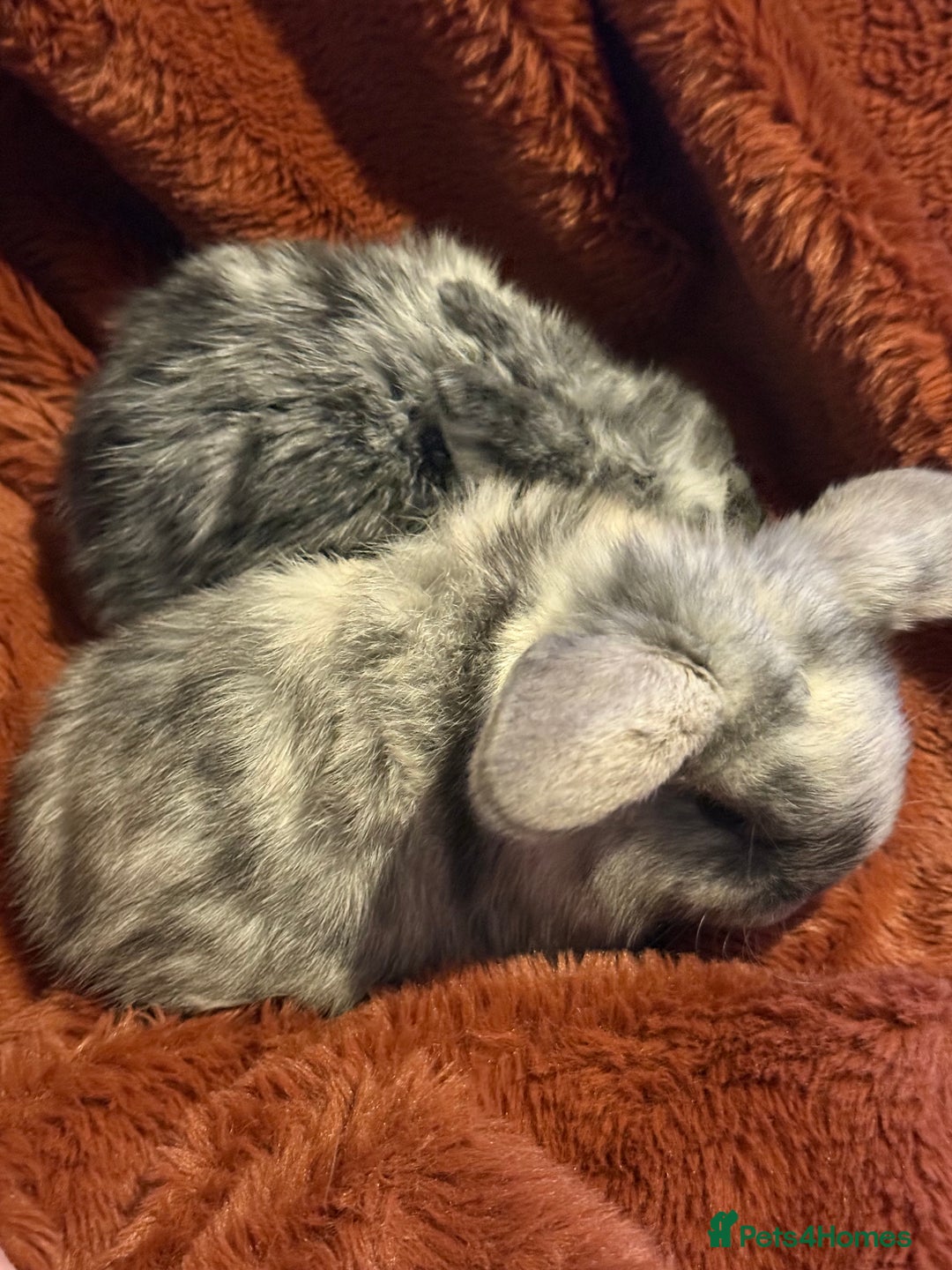 Mini Lop rabbits for sale: Gorgeous Mini Lops  - Advert 24