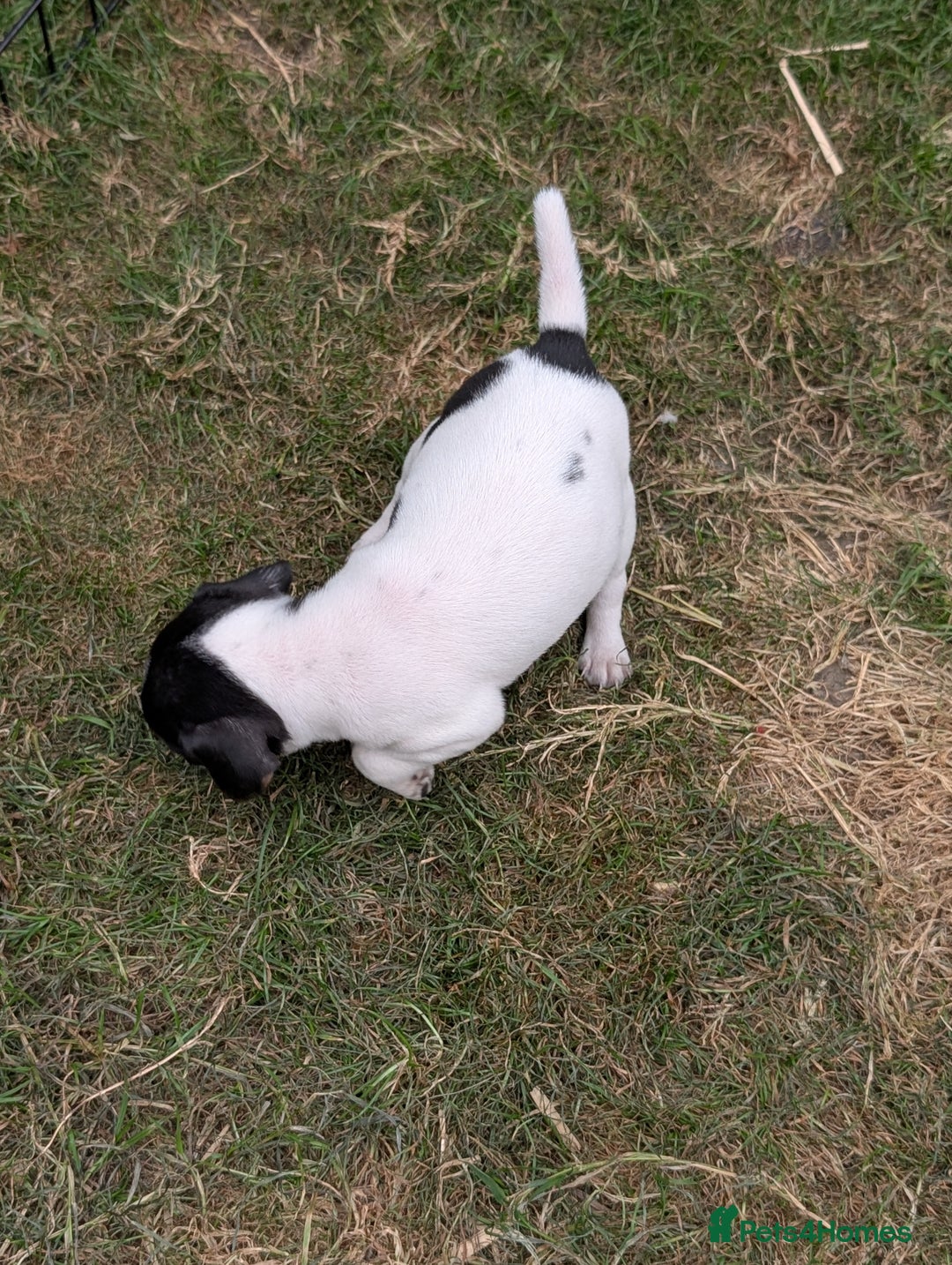 Jack Russell dogs for sale: Jack Russell puppys - Image 5