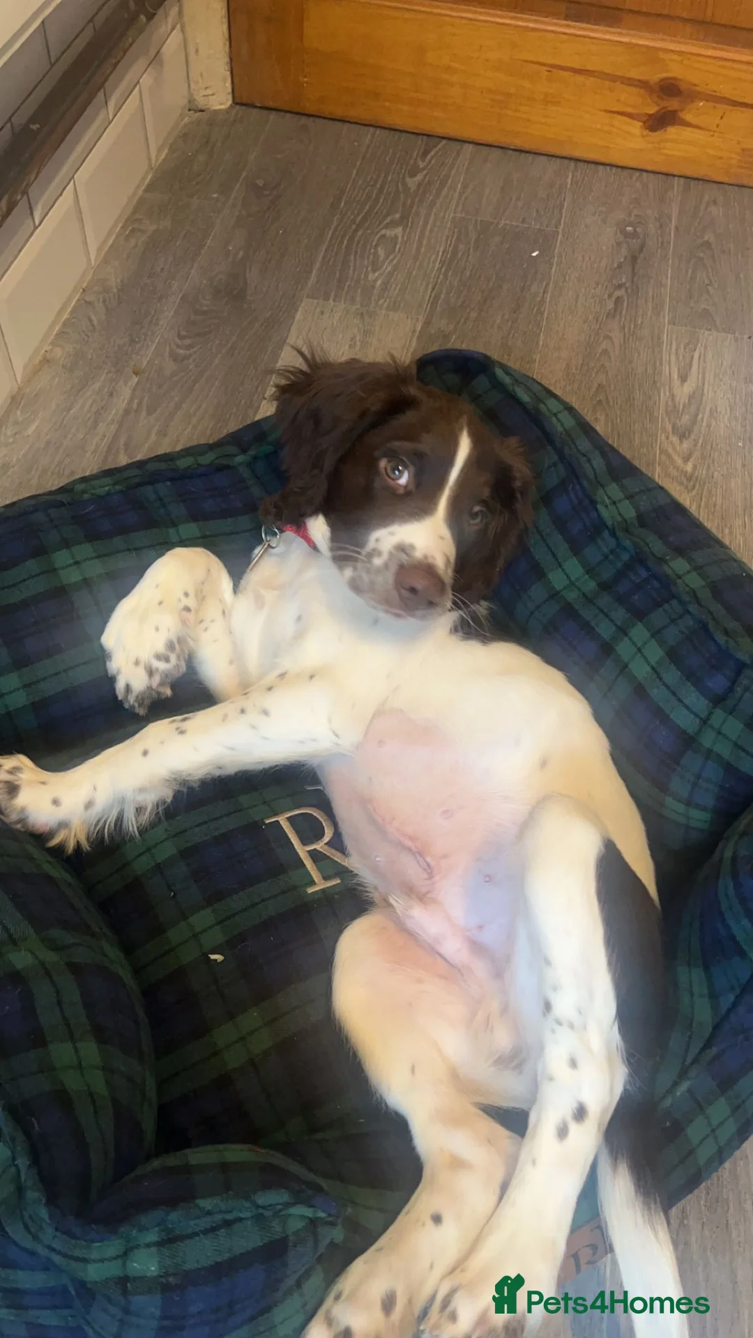 English Springer Spaniel dogs for stud: English Springer Spaniel Stud in Derby - Advert 24