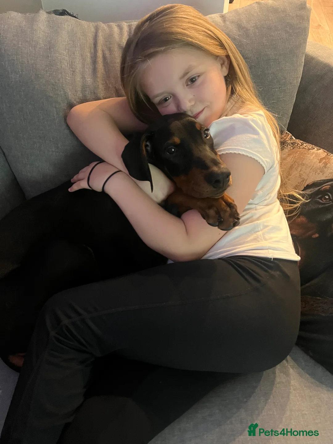 Dobermann dogs for sale: KC registered black&Tan Doberman Bitch 4 month old - Advert 4