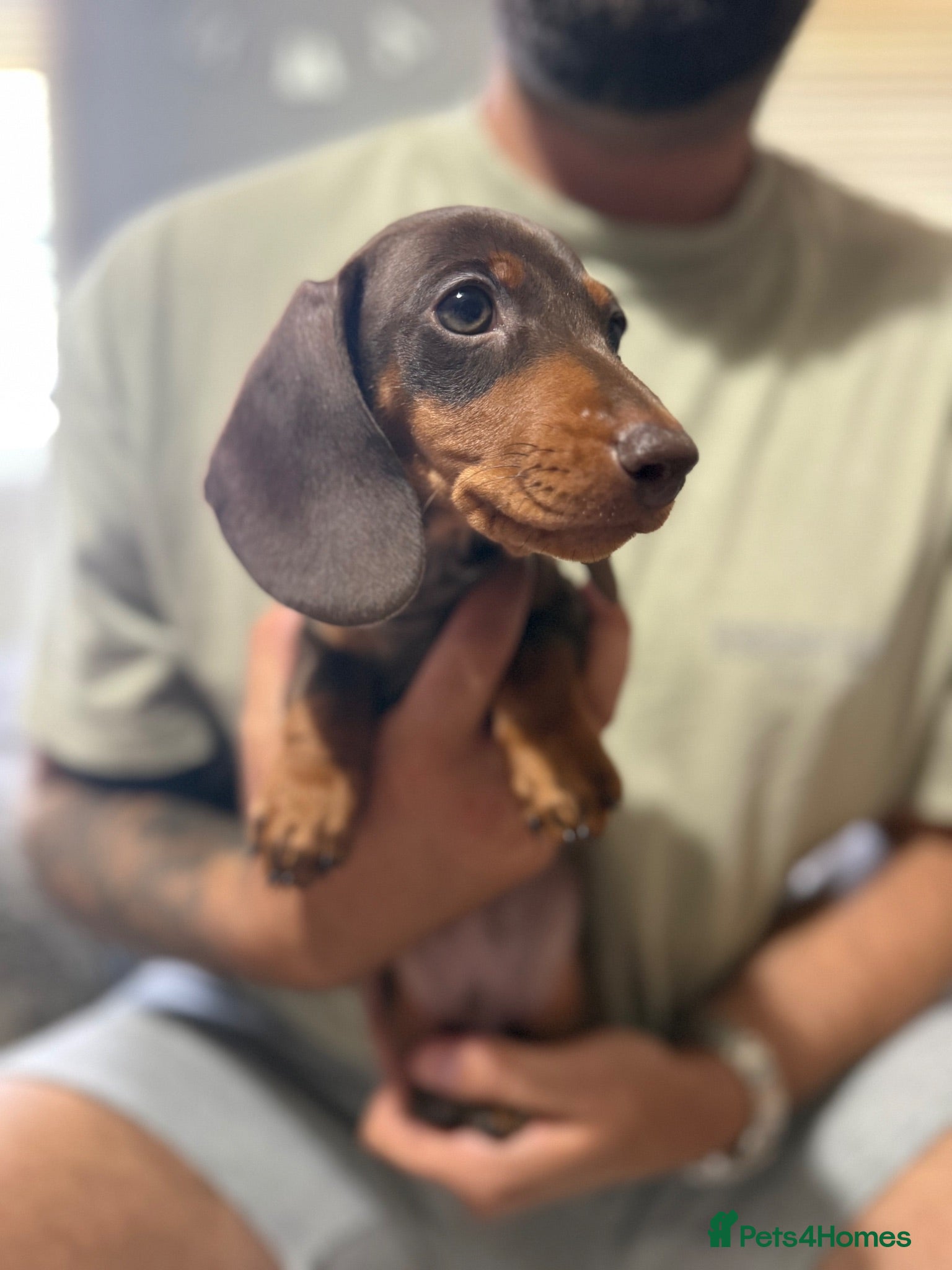 Miniature Dachshund dogs Miniature dachshund puppies  - Advert 9