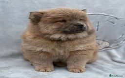 Chow Chow dogs for sale: KC Reg Chow Chow Puppies  - Image 8