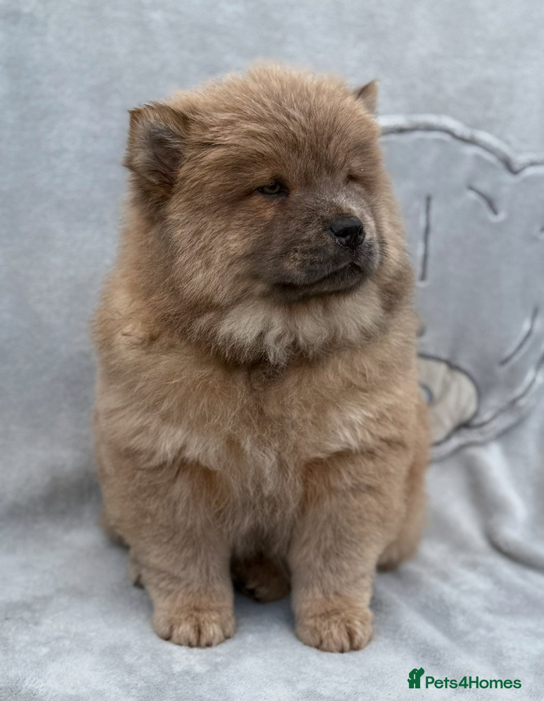 Chow Chow dogs for sale: KC Reg Chow Chow Puppies  - Image 8