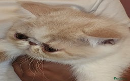 Exotic cats for sale: OUTSTANDING QUALITY EXOTIC KITTENS  - Image 4