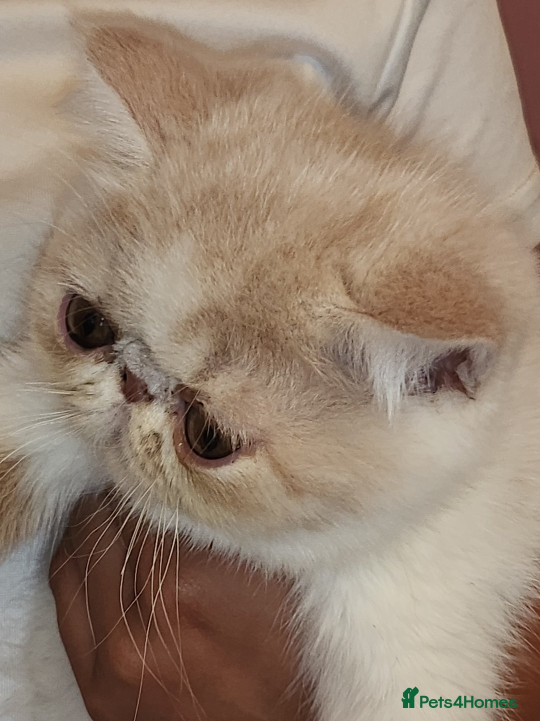 Exotic cats for sale: OUTSTANDING QUALITY EXOTIC KITTENS  - Image 4