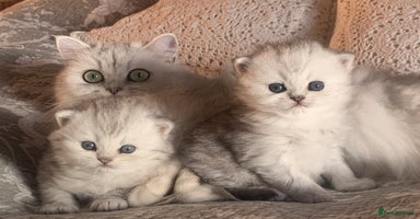 Persian cats - Advert 7