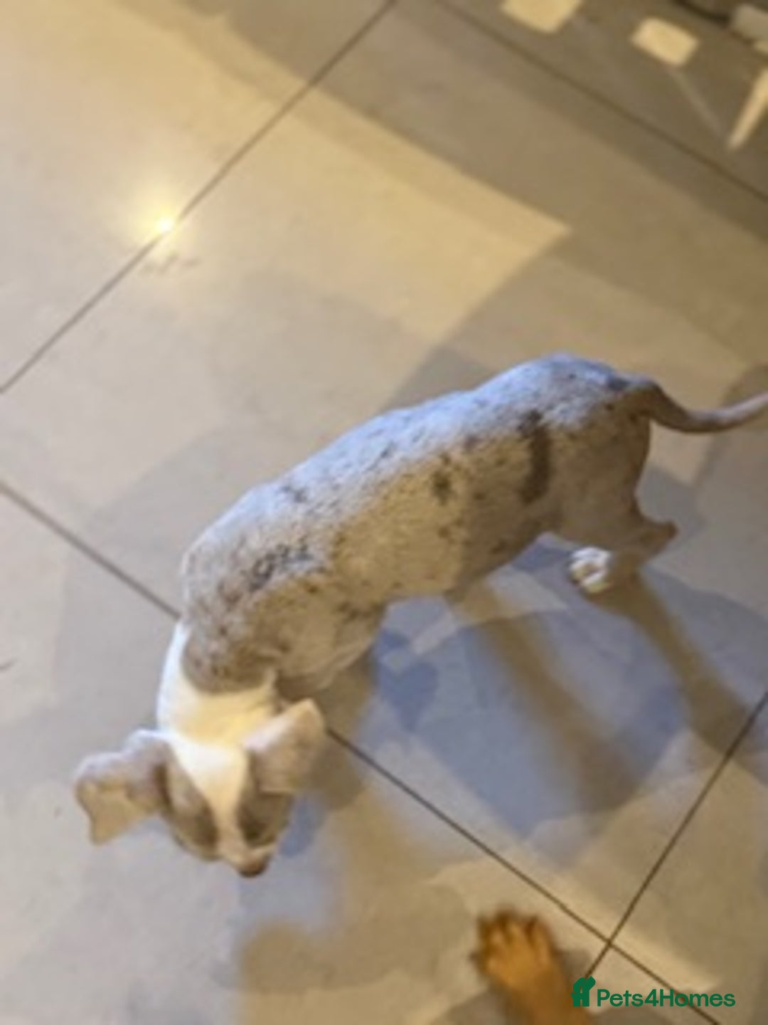 Old Tyme Bulldog dogs for sale: Olde English Fluffy bulldog puppies - Advert 8